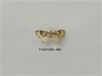 藏品(尺蛾609)的圖片